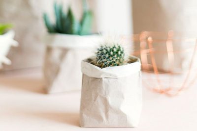 Cactus In Bag Paperdraft